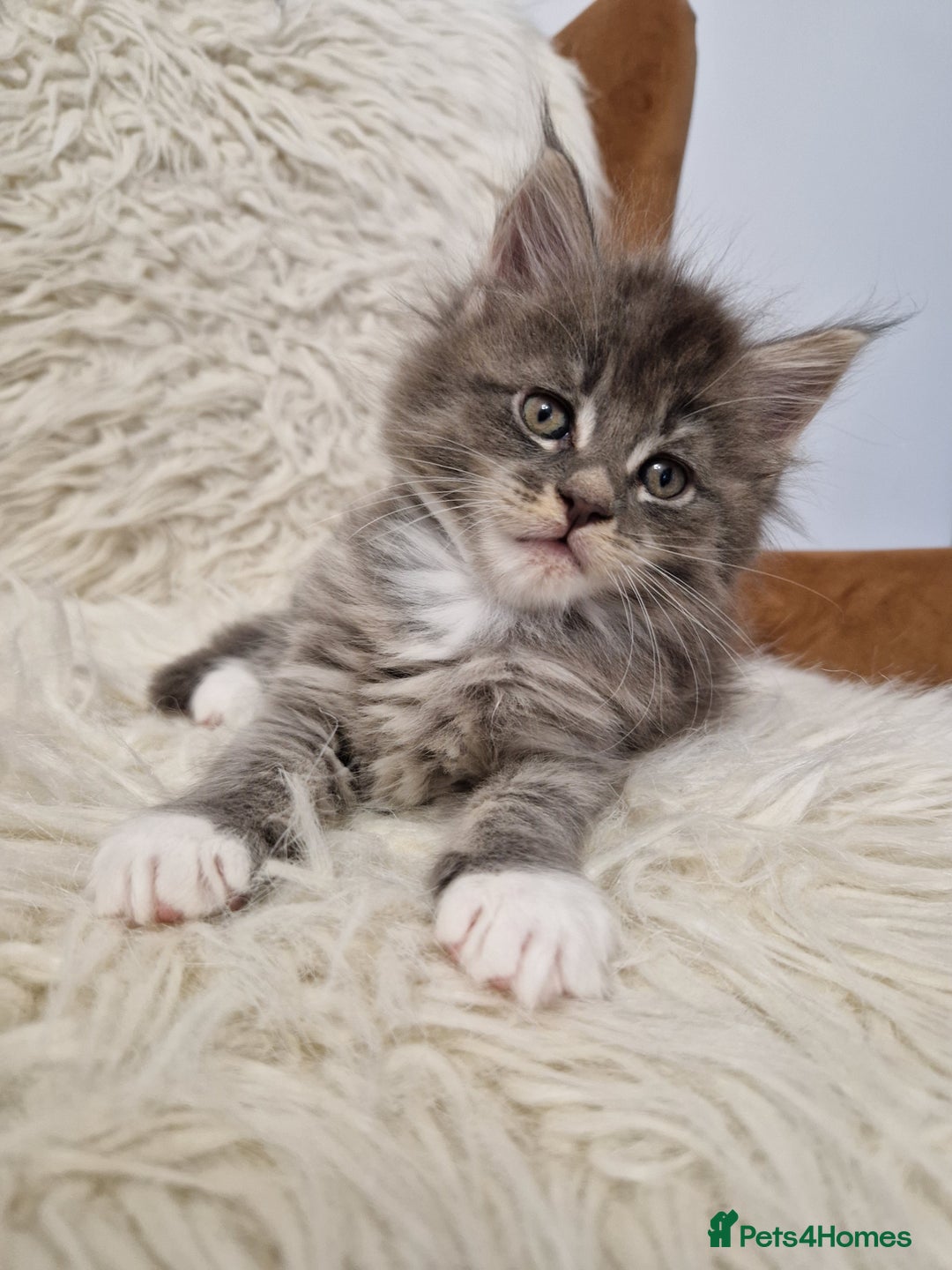 Maine Coon cats for sale: Maine Coon GCCF  - Advert 10