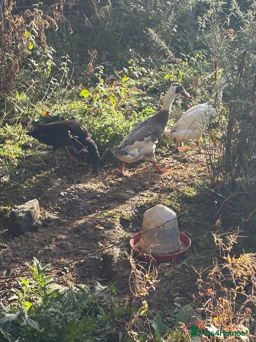 Ducks poultry for sale: 3 x male Runner Ducks in Minehead - Advert 2