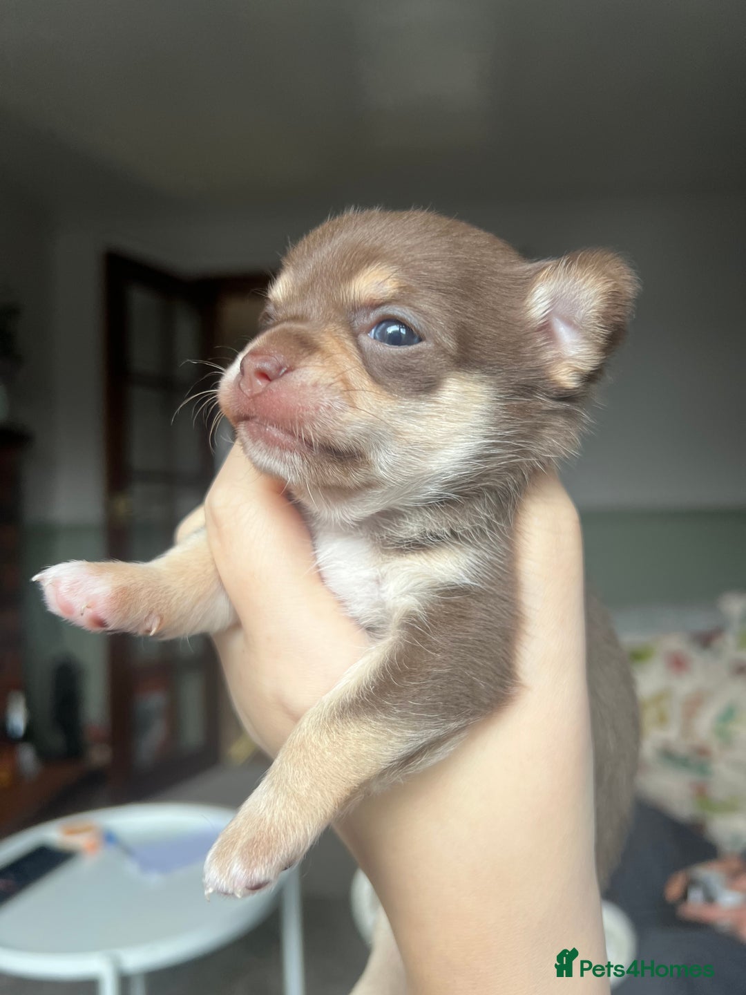 Chihuahua dogs for sale: Chocolate & tan female - Advert 5