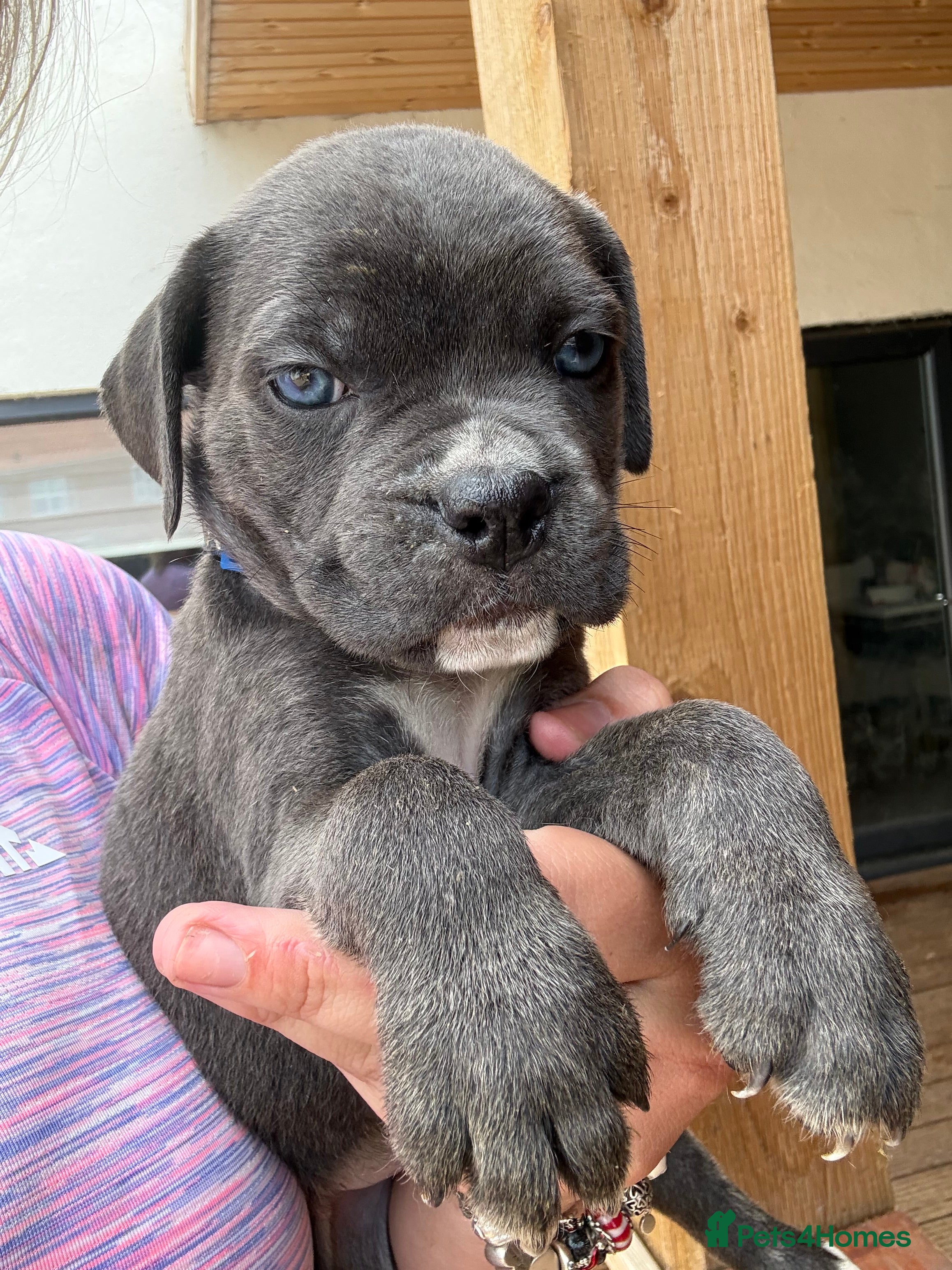 Cane Corso dogs Stunning cane corso 🐶 - Advert 2