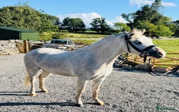 Welsh Section A horses for sale: Welsh section A Gelding - Image 4