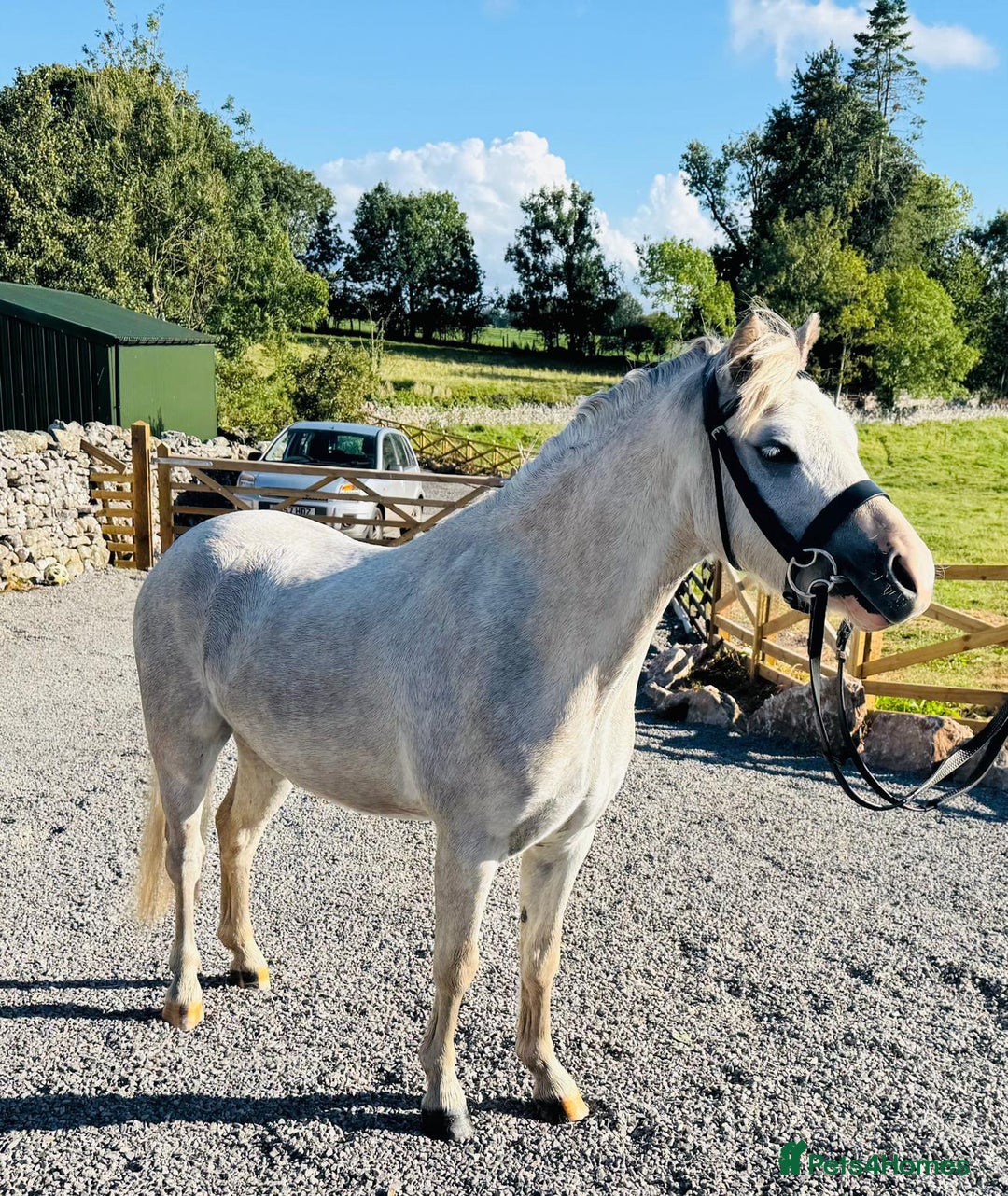 Welsh Section A horses for sale: Welsh section A Gelding - Image 4
