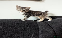 Manx cats for sale: Manx/Calico kittens for sale  - Image 8
