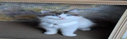 Ragdoll cats for sale: Pure breed bicolour Ragdoll  - Advert 1