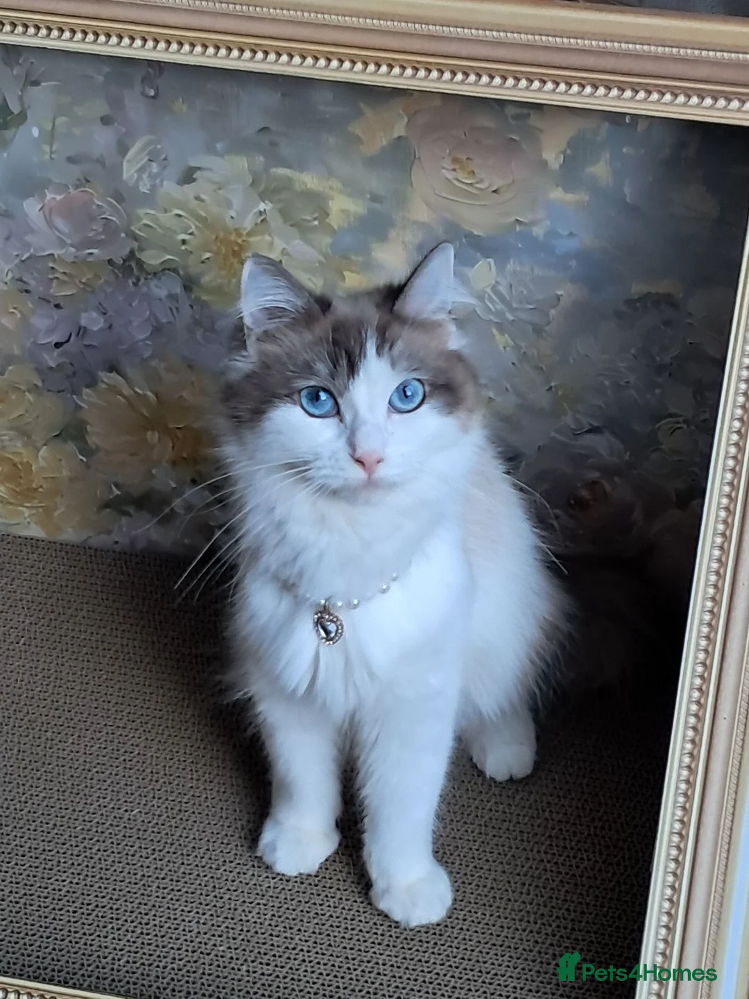 Ragdoll cats for sale: Pure breed bicolour Ragdoll  - Advert 1