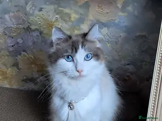 Ragdoll cats Pure breed bicolour Ragdoll - Advert 1