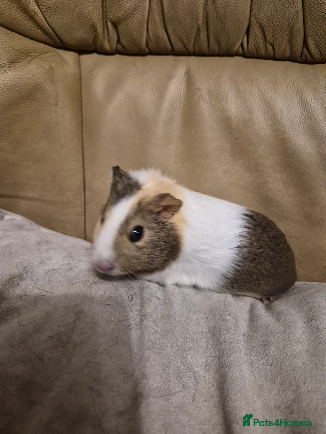 Guinea Pig rodents for sale: 5 Adorable Female Baby Guinea Pigs - Advert 10