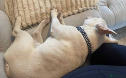 French Bulldog dogs for sale: Franko the French bulldog  - Image 8