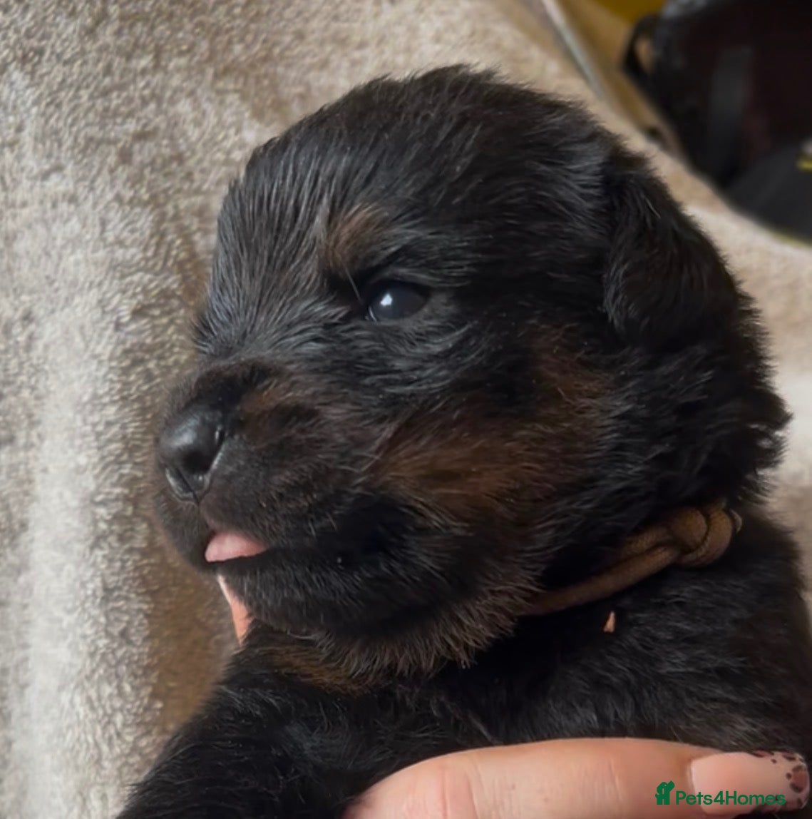 Rottweiler dogs Rottweilers kc reg fully hereditary tested - Advert 4