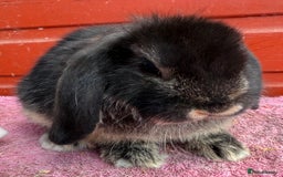 Netherland Dwarf rabbits for sale: Young Netherland Dwarfs for sale in Barrow-in-Furness - Image 25