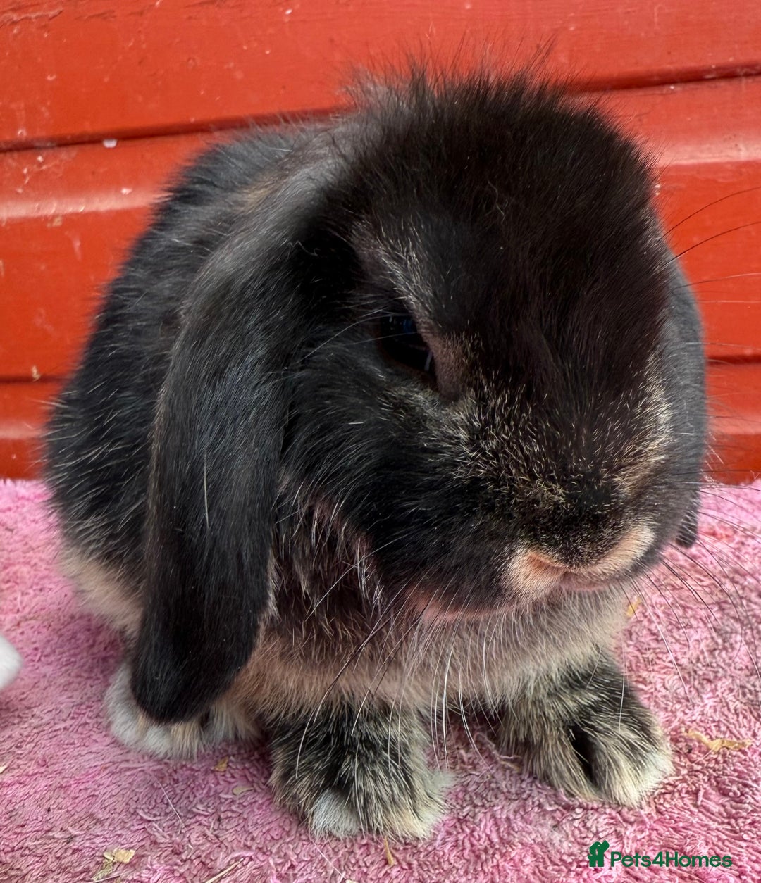 Netherland Dwarf rabbits for sale: Young Netherland Dwarfs for sale in Barrow-in-Furness - Image 25