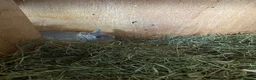 Netherland Dwarf rabbits for sale: Beautiful baby Netherland dwarfs  - Advert 6