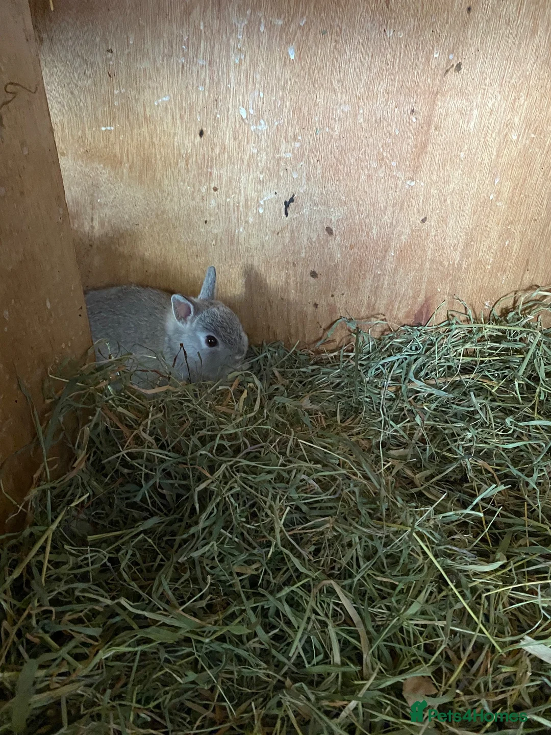 Netherland Dwarf rabbits for sale: Beautiful baby Netherland dwarfs  - Advert 6