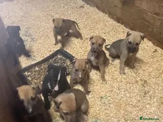 Jackapoo dogs Jack Russell x poodle puppies - Advert 5