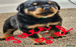 Rottweiler dogs for sale: Pure breed Rottweiler  - Image 18
