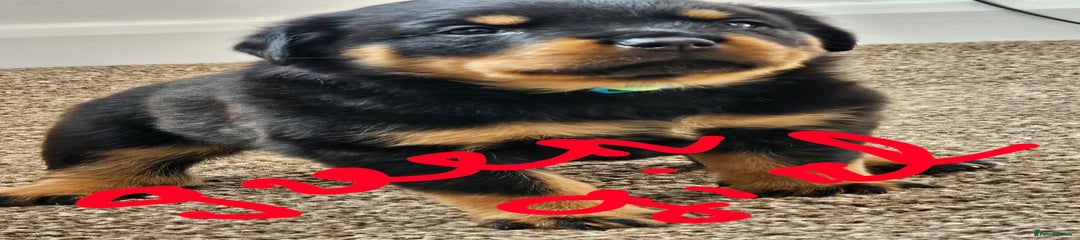Rottweiler Puppy 4