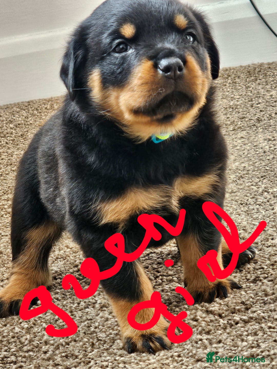 Rottweiler dogs for sale: Pure breed Rottweiler  - Image 18