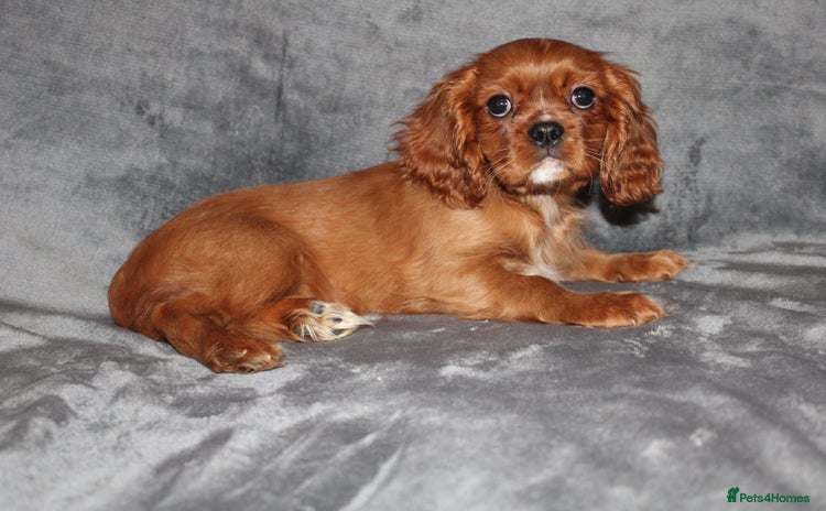 Cavalier King Charles Spaniel dogs - Advert 2