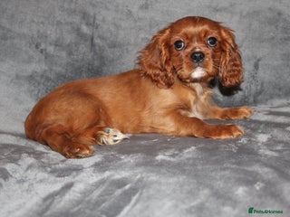 Cavalier King Charles Spaniel dogs - Advert 6