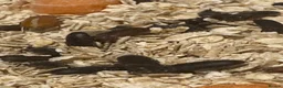 Beetles invertebrates for sale: Mealworm Breeding Kit – 20 Darkling Beetles - Advert 3