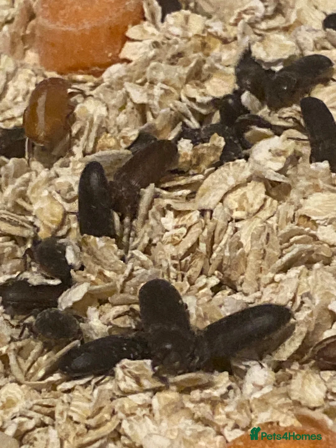 Beetles invertebrates for sale: Mealworm Breeding Kit – 20 Darkling Beetles - Advert 3