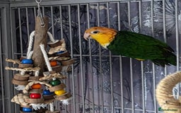 Parrots birds for sale: Female yellow thigh caique  - Advert 3