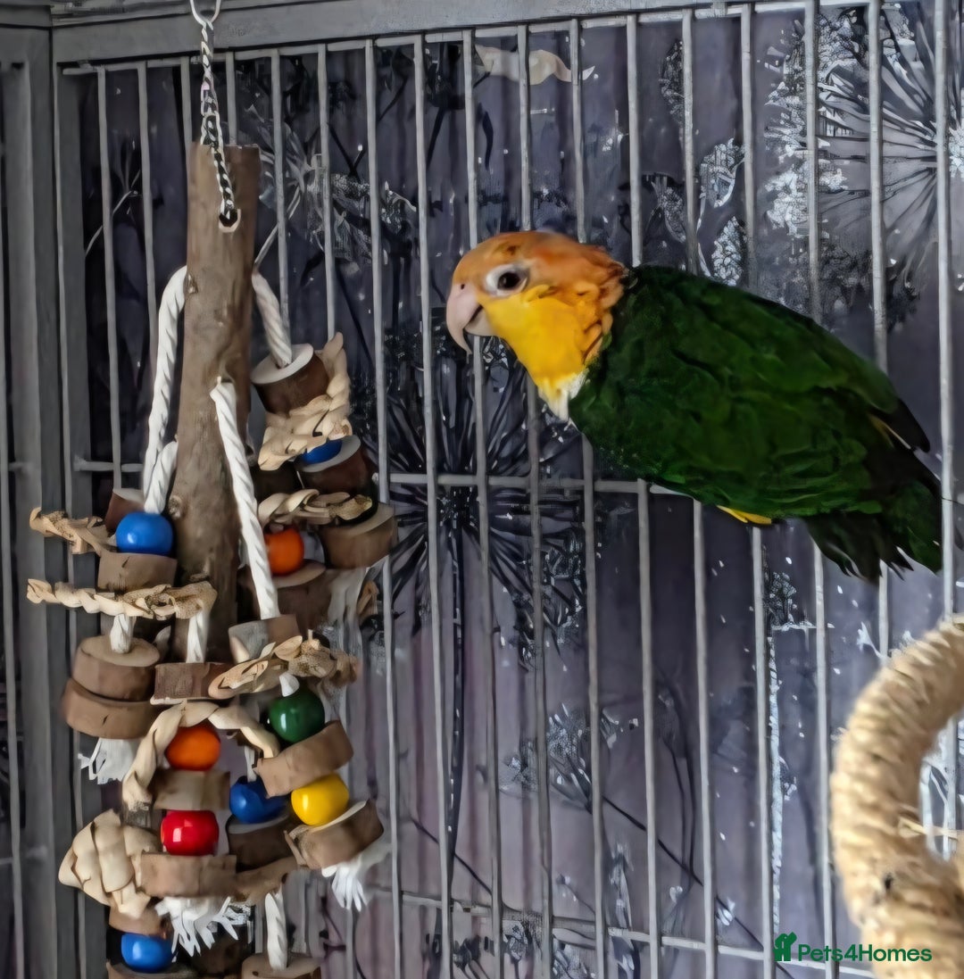 Parrots birds for sale: Female yellow thigh caique  - Advert 3