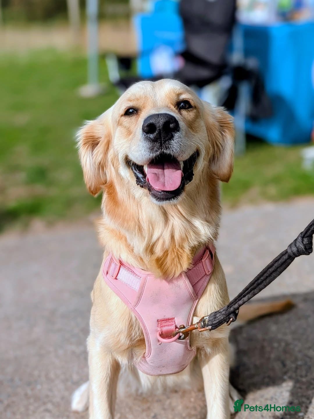 Golden Retriever dogs Golden retriever puppies waiting list open - Advert 3