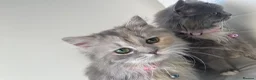 Persian cats for sale: sweetest Persian Kittens you’ve ever met - Advert 6