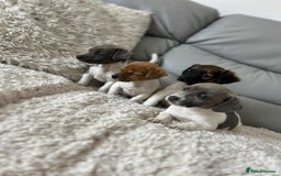 Jack Russell dogs for sale: Jack Russell puppies  - Image 5