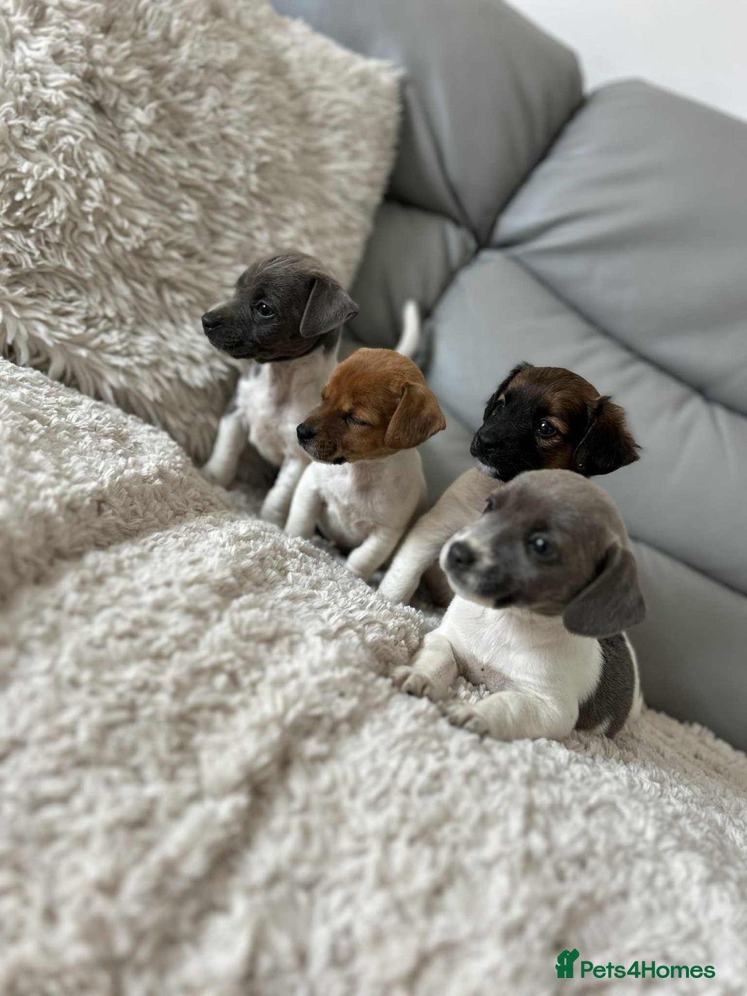 Jack Russell dogs for sale: Jack Russell puppies  - Image 5