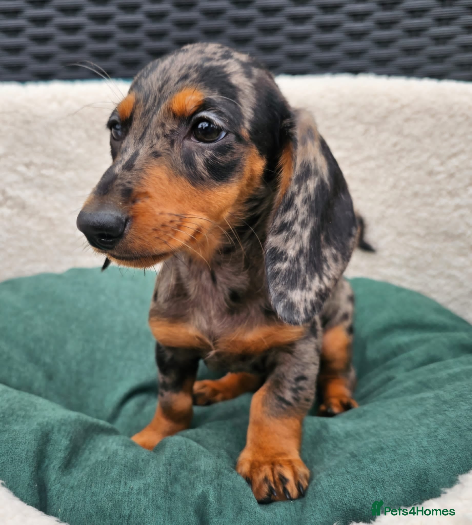 Dachshund dogs Super sweet Dachshund puppies - Advert 3