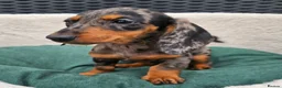 Dachshund dogs for sale: Super sweet Dachshund puppies - Advert 1