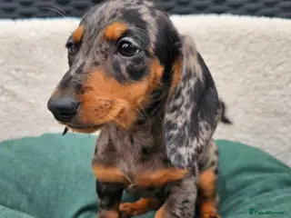 Dachshund dogs Super sweet Dachshund puppies - Advert 3