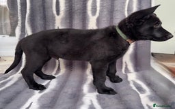German Shepherd dogs for sale: Exceptional KC Reg DDR GSD Puppies Rare Bloodlines - Image 9