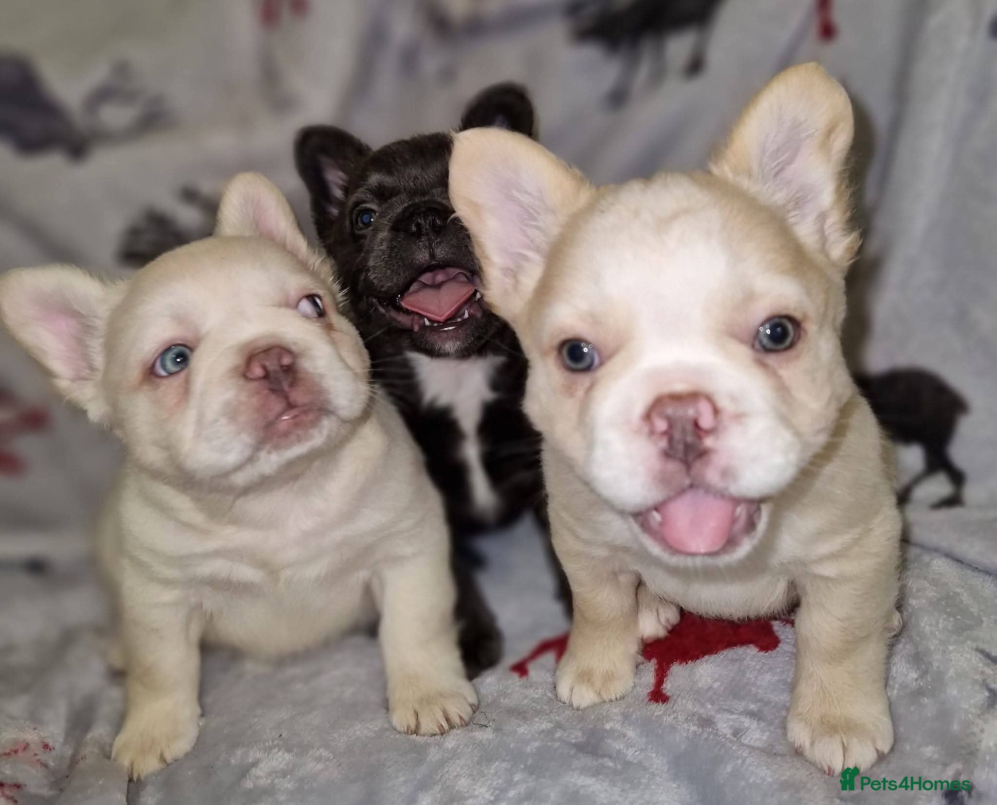 French Bulldog dogs Full fluffy litter due FEB 2026 - Advert 2
