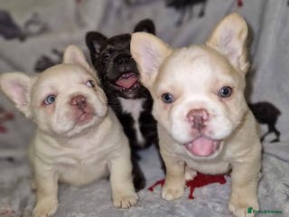 French Bulldog dogs Full fluffy litter due FEB 2026 - Advert 19