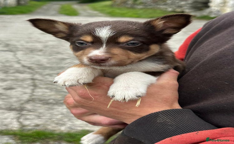 Mixed Breed dogs - Advert 2