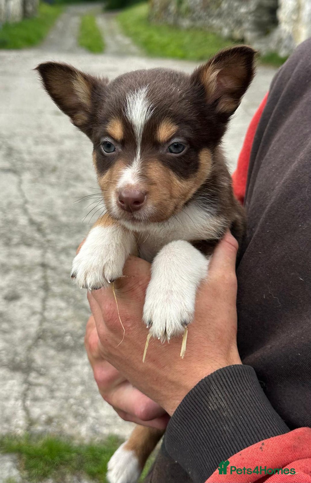 Mixed Breed dogs for sale: Collie X Kelpie puppies - Image 1