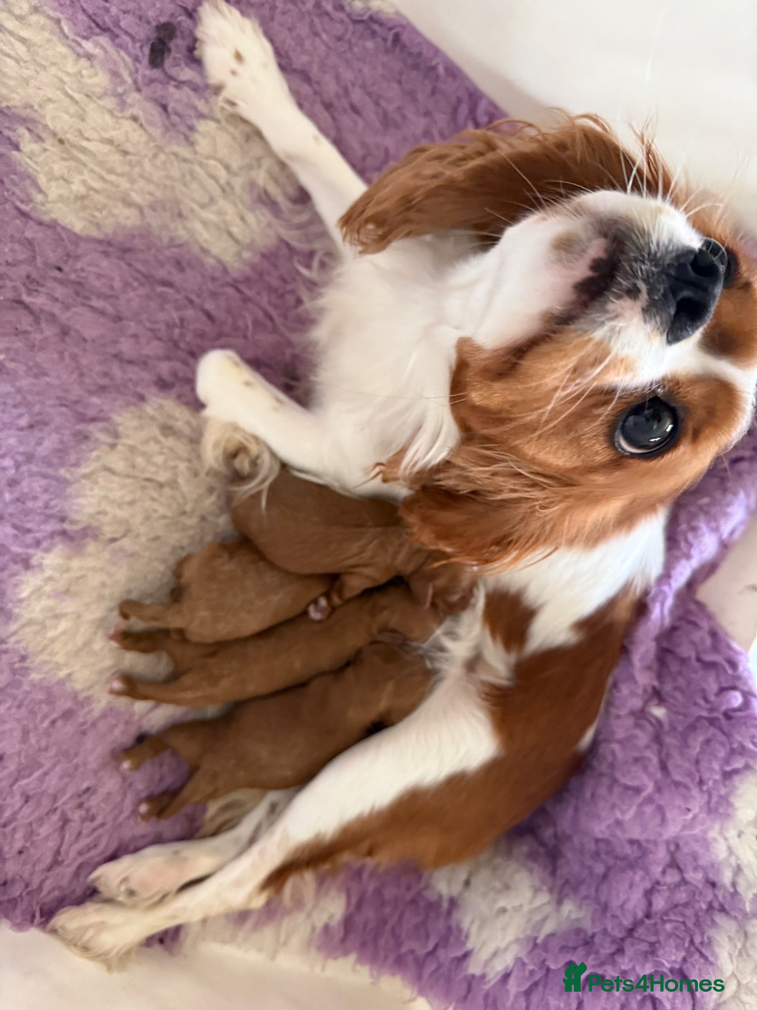 Cavapoo dogs Cavapoo f1 fully health tested, mum and dad here - Advert 2