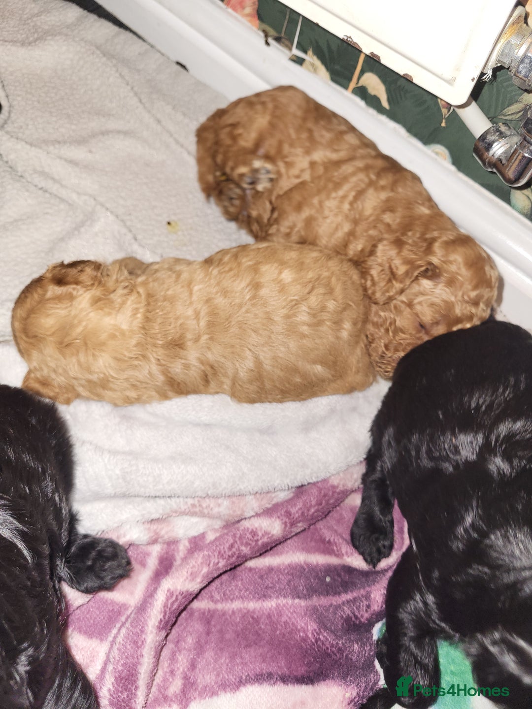 Cockapoo dogs for sale: 1 LEFT Toy f1b cokapoos🐶🐶 - Advert 27