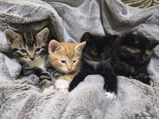 Mixed Breed cats 4 Beautiful Kittens TABBY*GINGER*CALICO*TUXEDO * - Advert 2