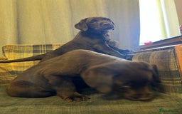 Labrador Retriever dogs for sale: Labrador Retriever puppies - Image 15