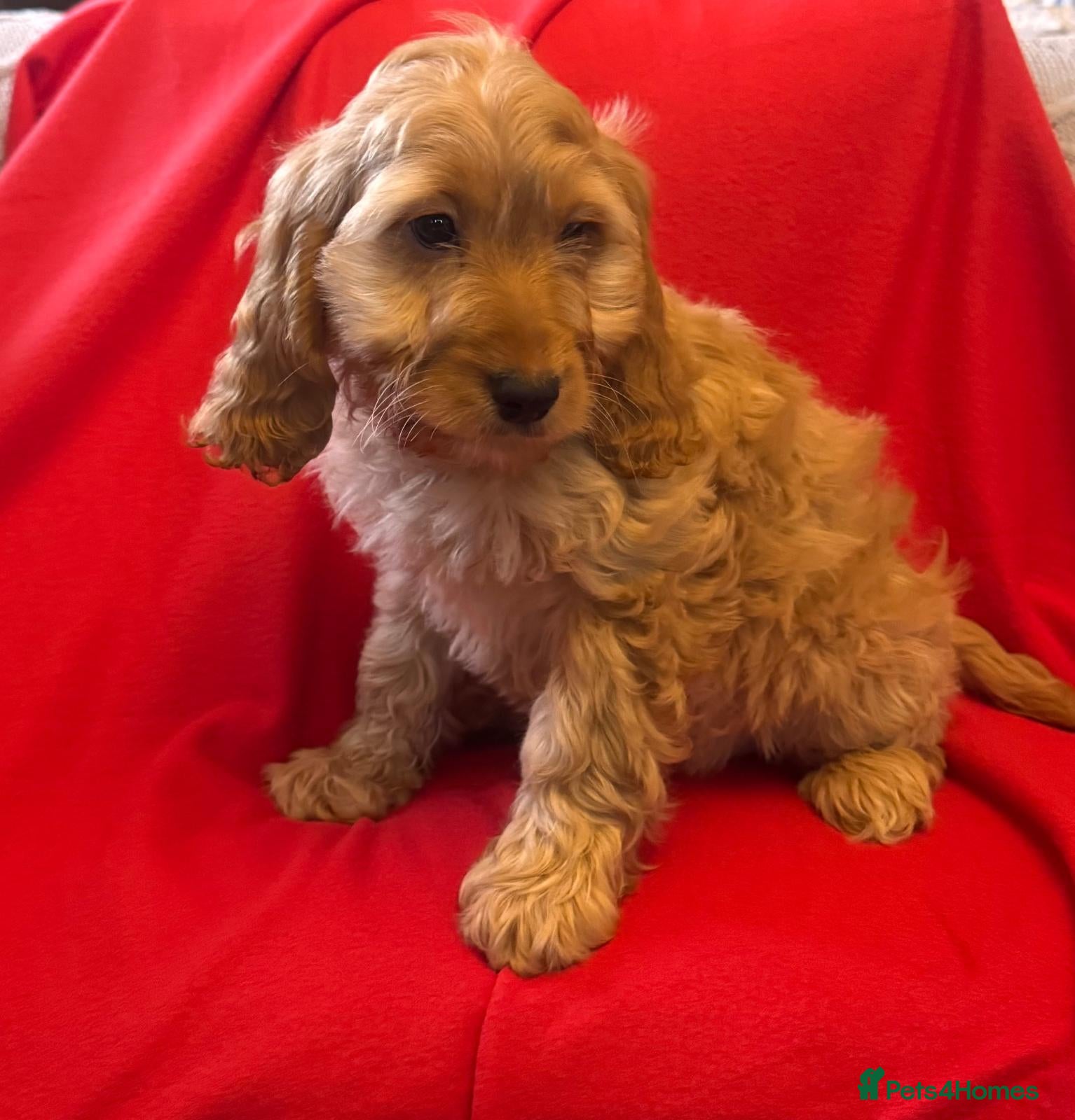 Cockapoo dogs QUALITY RUBY COCKAPOO PUPPIES - Advert 1