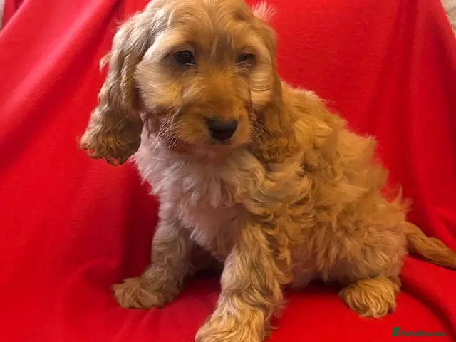 Cockapoo dogs for sale: QUALITY RUBY COCKAPOO PUPPIES - Advert 1