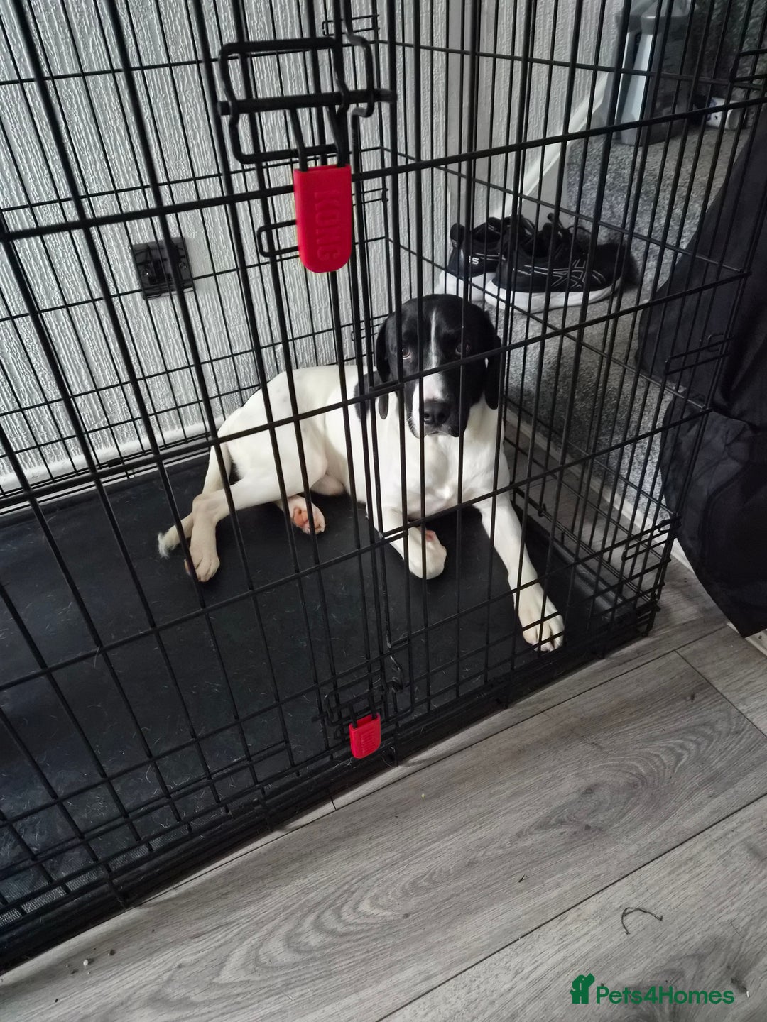 Mixed Breed dogs for sale: English pointer  - Advert 2
