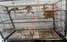 Conures birds for sale: Conure for sale - Image 6