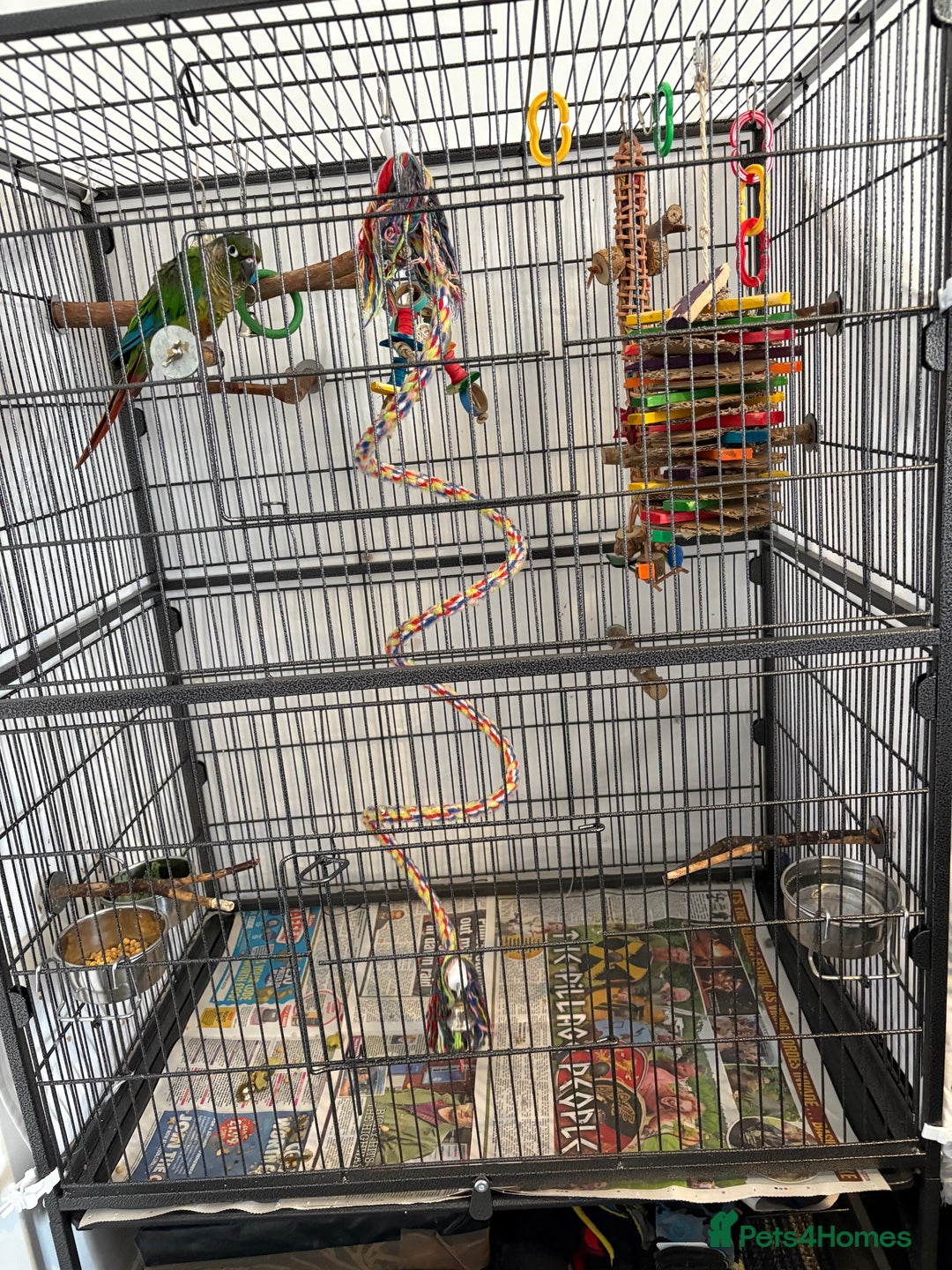 Conures birds for sale: Conure for sale - Image 6