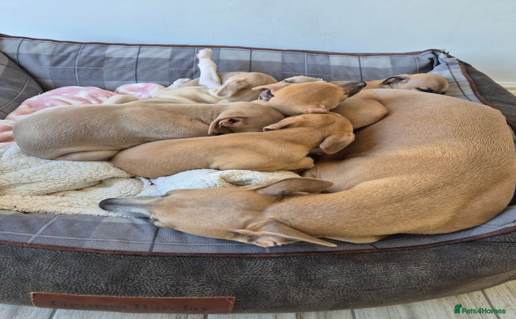 Whippet dogs - Advert 1