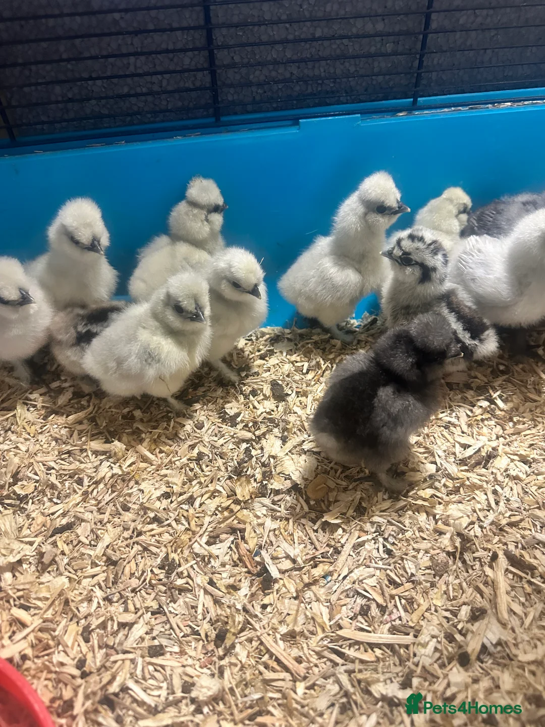 Chickens poultry for sale: Silkie chicks - Advert 4